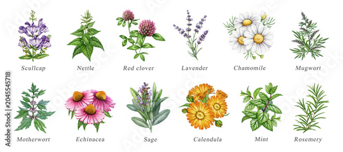 Obraz na plátne Apothecary herb clipart png set featuring medicinal plants