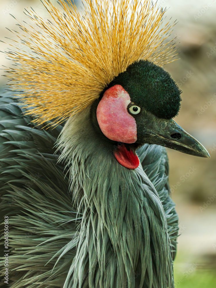 Obraz premium African crowned cranes in resting state