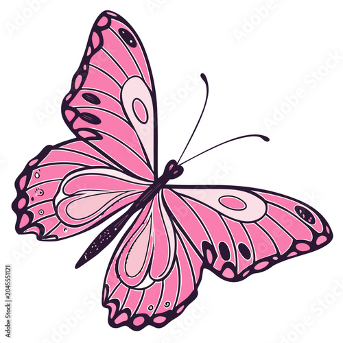 butterfly on white background