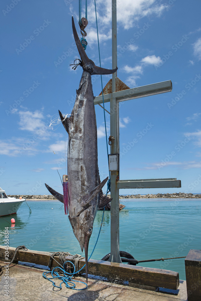 Fototapeta premium Caught swordfish hanging in a crane in the harbor of Rarotonga Cook Islands