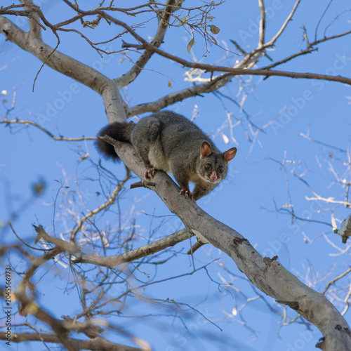 A Common Brushtail Possum (trichosorus vulpecula) in a tree.  Square Composition.