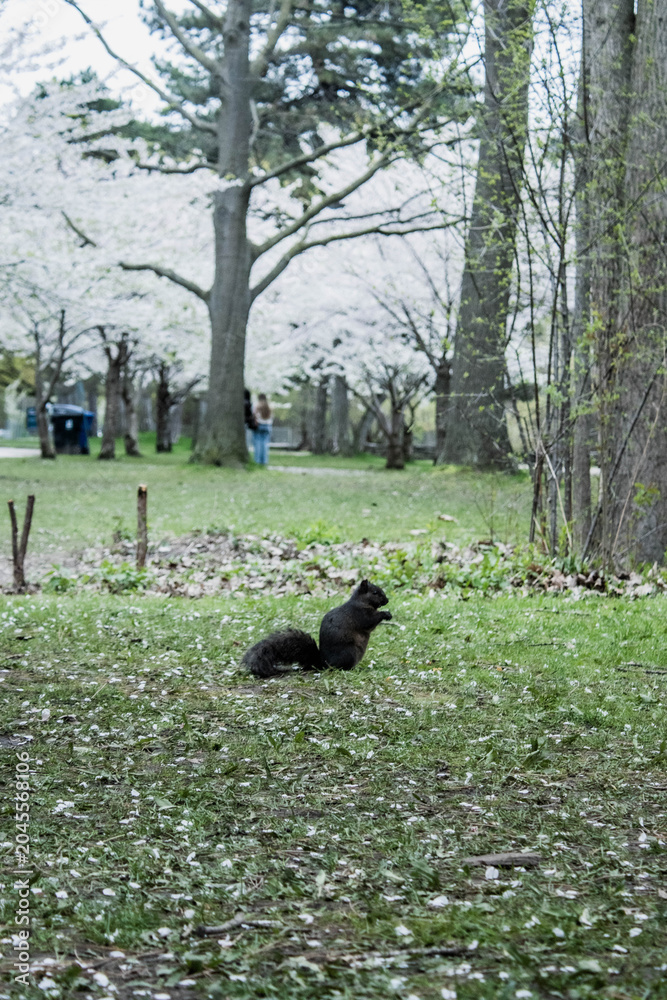 Naklejka premium A Squirrel in the park, standing and looking at the camera. Una ardilla en el parque parada y mirando a la camara
