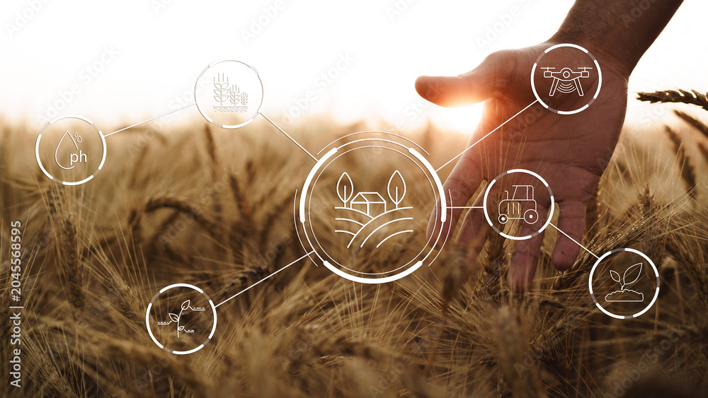 Fototapeta premium Hand touches wheat in smart farm with data icons for farming technology integration
