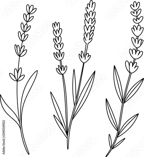 set of floral elements for design