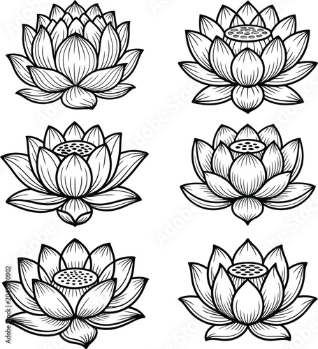 set of lotus flowers