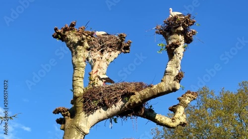 Looking up of a heavily pruned tree branches like homes of itinerant storks during sunny day.