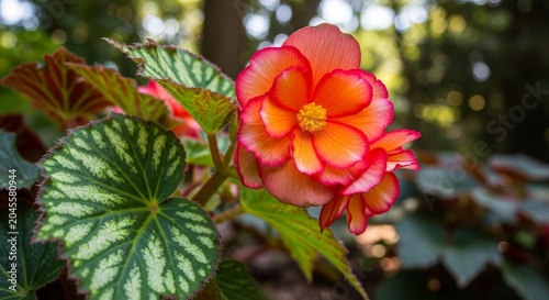 Vibrant Begonia Blossom with Intricate Leaf Patterns in Natural Light.