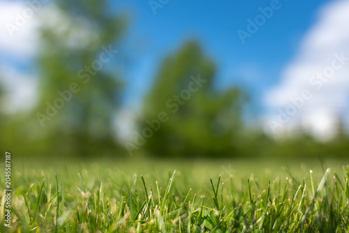 Foto Sharp green grass blades fill the foreground while trees, clouds, and sky blur into smooth bokeh