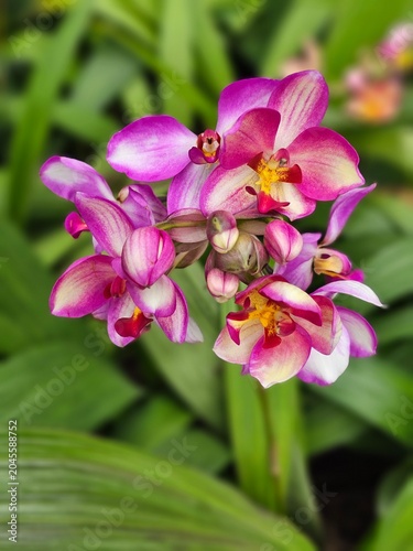 pink-violet orchid as nature background