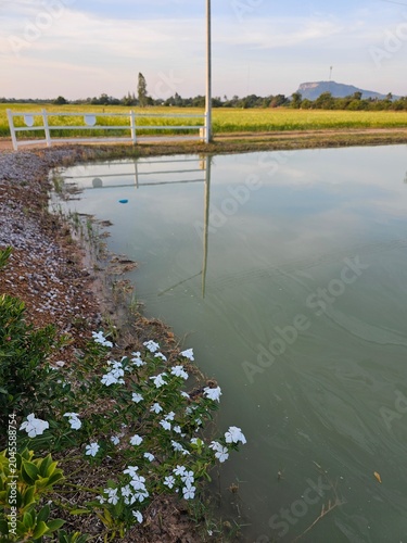 A peaceful pond reflecting the sky in a rural Thai landscape, surrounded by white flowers and a fence, with a distant mountain at sunset, serene.