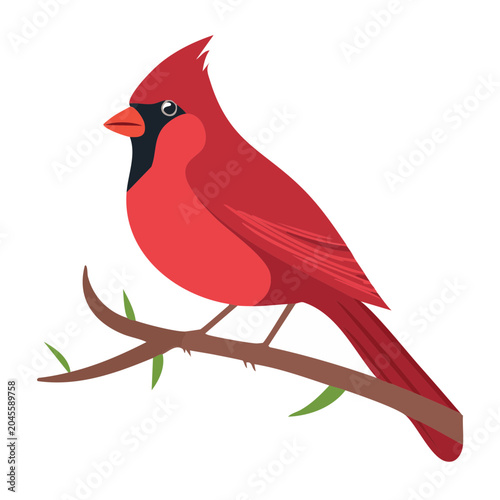 Red cardinal bird perched on a branch