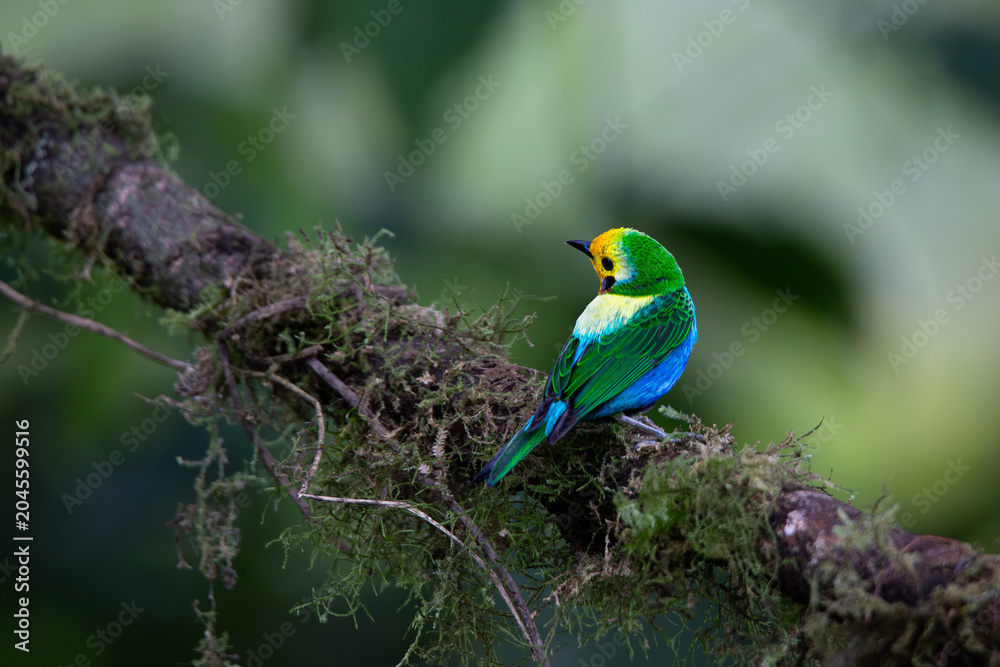Obraz premium multicolored tanager (Chlorochrysa nitidissima) hermosa y exotica ave multicolor colombiana en su habitad natural. most stunning and exotic Colombian bird in its natural habitat. 