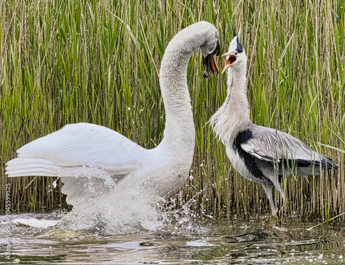 Schilderij op canvas A dynamic wildlife photograph captures a rare, aggressive standoff between a large Mute Swan, Cygnus olor, and a Grey Heron, Ardea cinerea, at the edge of a reed bed