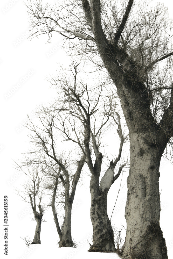 Fototapeta premium Row of tall, bare trees against black sky
