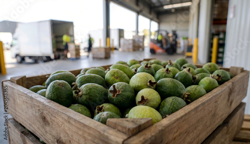 Fresh Feijoa Fruits in Rustic Wooden Crate at Warehouse Loading Dock for Global Produce Logistics