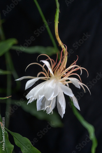 Night blooming cereus flower unfolds delicate white petals and graceful filaments against a dark background creating an elegant botanical scene rich in detail and contrast