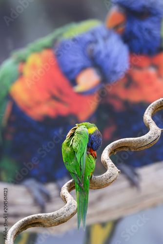 Photos Oiseau lori ou loriquet dans le arc des Oiseaux