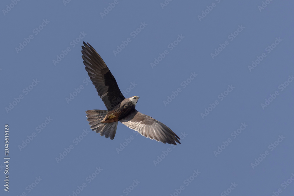 Fototapeta premium Eleonora’s Hawk Falco eleonorae in flight on Rhodos, Greece