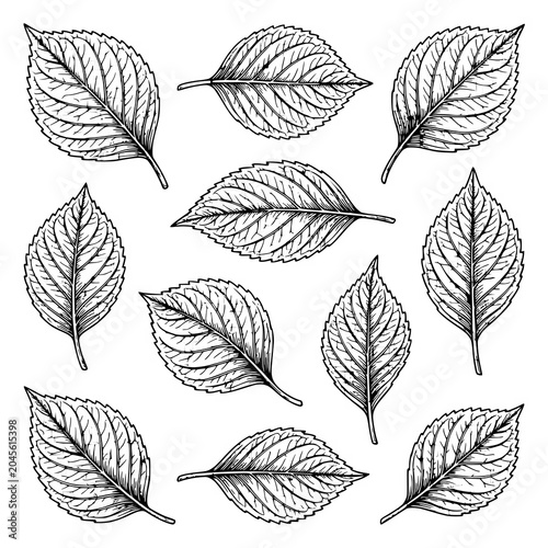 Set of Various Detailed Leaf Sketches Botanical Vector Line Art Collection