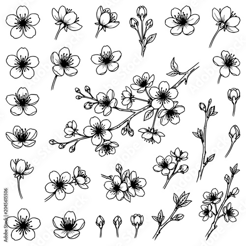 Cherry Blossom Sakura Flower and Bud Sketches Botanical Collection Black and White Vector