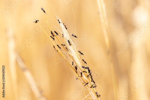 swarming ants on stalk on Rhodos, Greece