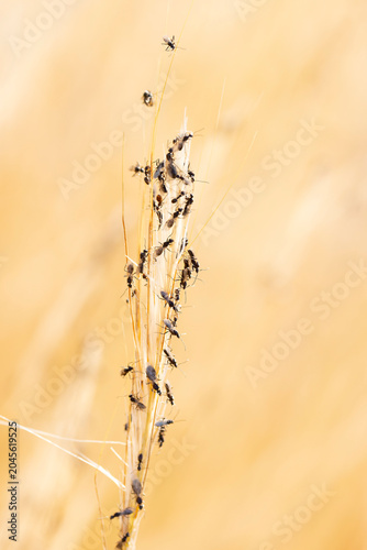 swarming ants on stalk on Rhodos, Greece