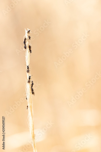 swarming ants on stalk on Rhodos, Greece