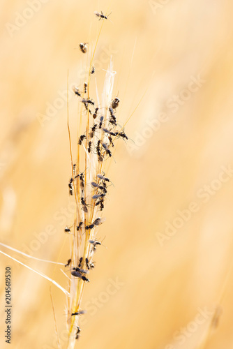 swarming ants on stalk on Rhodos, Greece