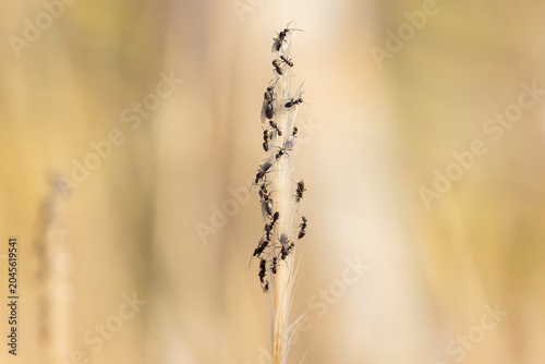 swarming ants on stalk on Rhodos, Greece