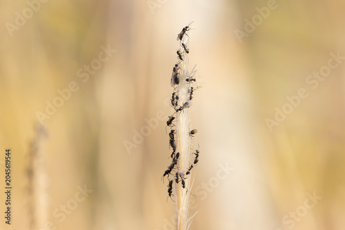 swarming ants on stalk on Rhodos, Greece