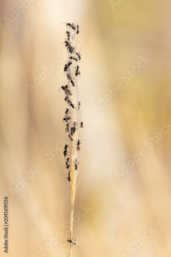 swarming ants on stalk on Rhodos, Greece