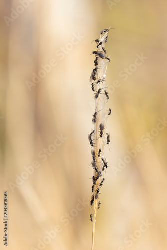 swarming ants on stalk on Rhodos, Greece