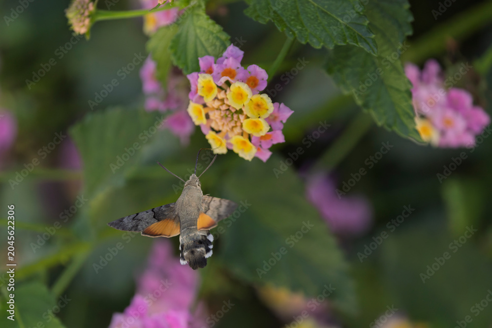 Fototapeta premium Hummingbird-hawkmoth Macroglossum stellatarum feeding a flower in a garden on Rhodos, Greece