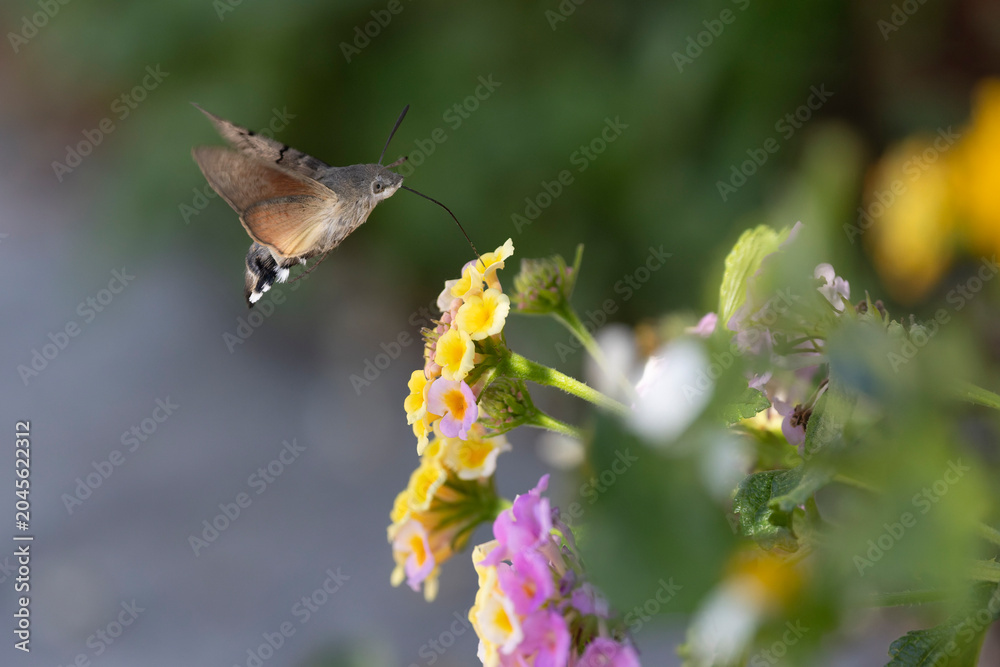 Fototapeta premium Hummingbird-hawkmoth Macroglossum stellatarum feeding a flower in a garden on Rhodos, Greece