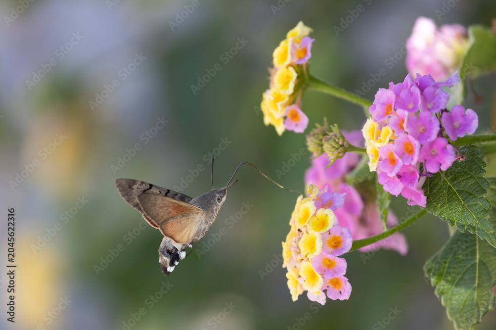 Fototapeta premium Hummingbird-hawkmoth Macroglossum stellatarum feeding a flower in a garden on Rhodos, Greece