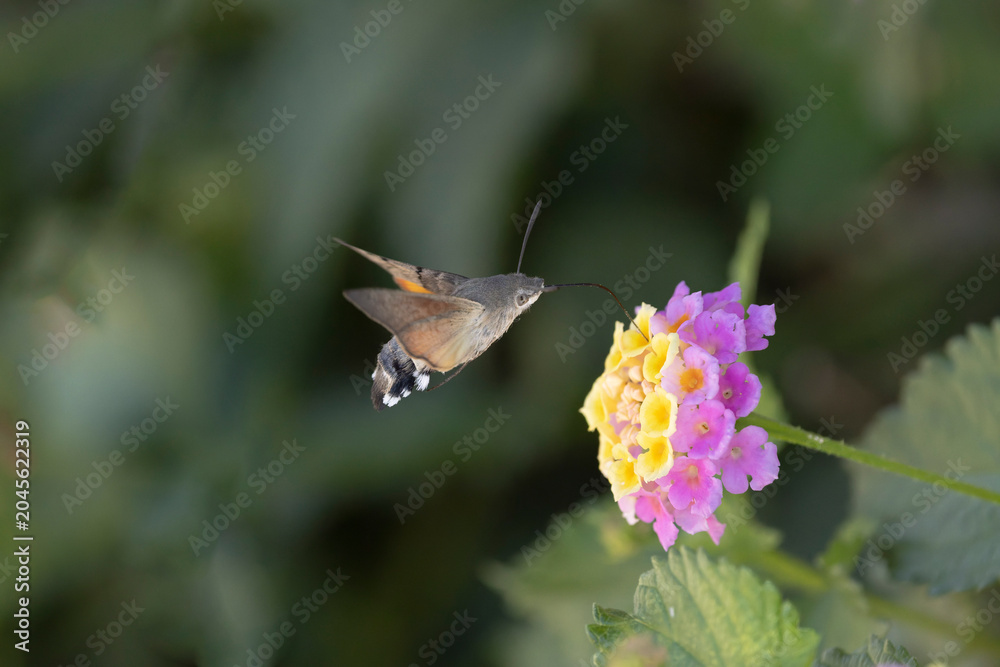 Fototapeta premium Hummingbird-hawkmoth Macroglossum stellatarum feeding a flower in a garden on Rhodos, Greece