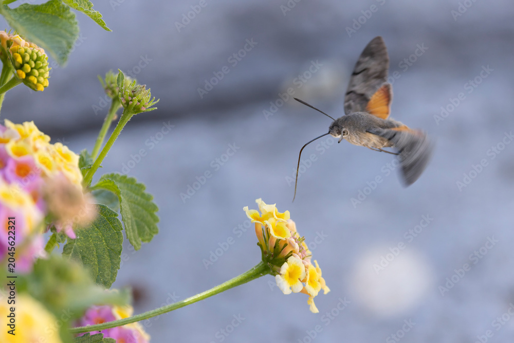 Fototapeta premium Hummingbird-hawkmoth Macroglossum stellatarum feeding a flower in a garden on Rhodos, Greece