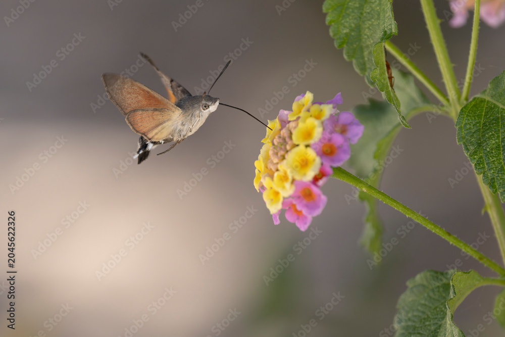 Fototapeta premium Hummingbird-hawkmoth Macroglossum stellatarum feeding a flower in a garden on Rhodos, Greece