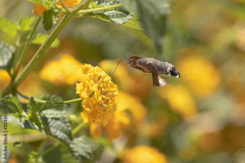 Fototapeta premium Hummingbird-hawkmoth Macroglossum stellatarum feeding a flower in a garden on Rhodos, Greece