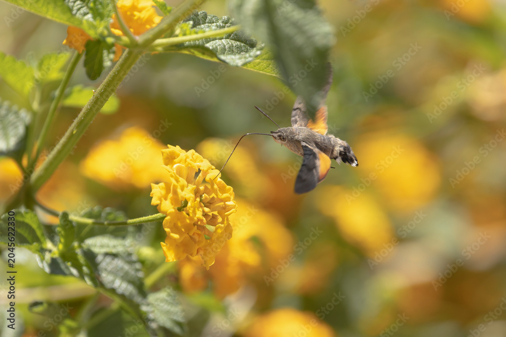 Naklejka premium Hummingbird-hawkmoth Macroglossum stellatarum feeding a flower in a garden on Rhodos, Greece