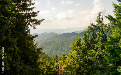 Dense spruce forest covering rolling green hills with distant mountains under bright cloudy summer sky panoramic view