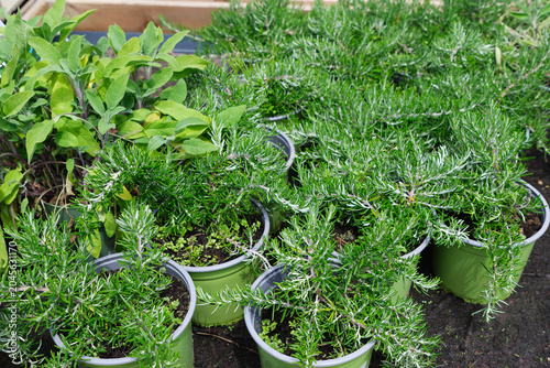 Obraz na plátně Young rosemary and sage plants growing in containers at a garden center