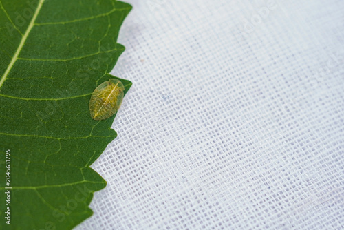 Foto Close up of leaf katydid insect ( pseudophyllus titan) on green leaf