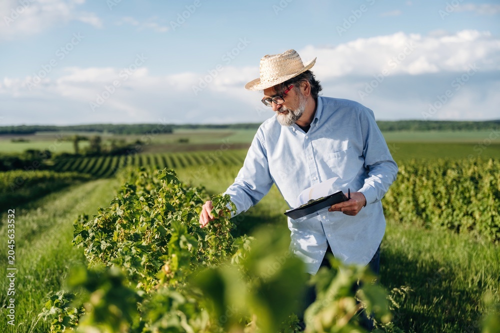 Fototapeta premium Senior man with glasses wearing a straw hat inspects grapevines in a vineyard during daytime, lush green fields and blue sky visible in the background