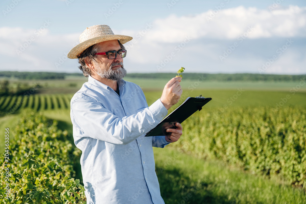 Fototapeta premium Middle-aged man in straw hat examines grapevine leaves while holding clipboard in lush vineyard landscape under clear blue sky with distant hills
