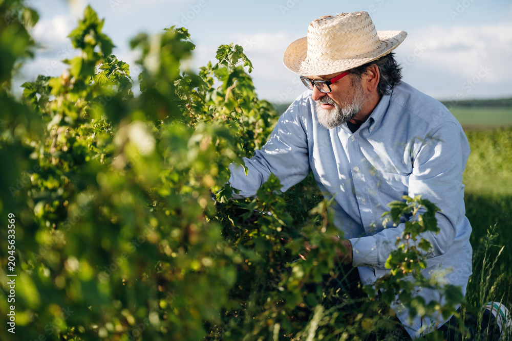 Fototapeta premium Senior man with glasses wearing straw hat and blue shirt tending to grapevines in a vineyard under a clear sky with green fields in the background