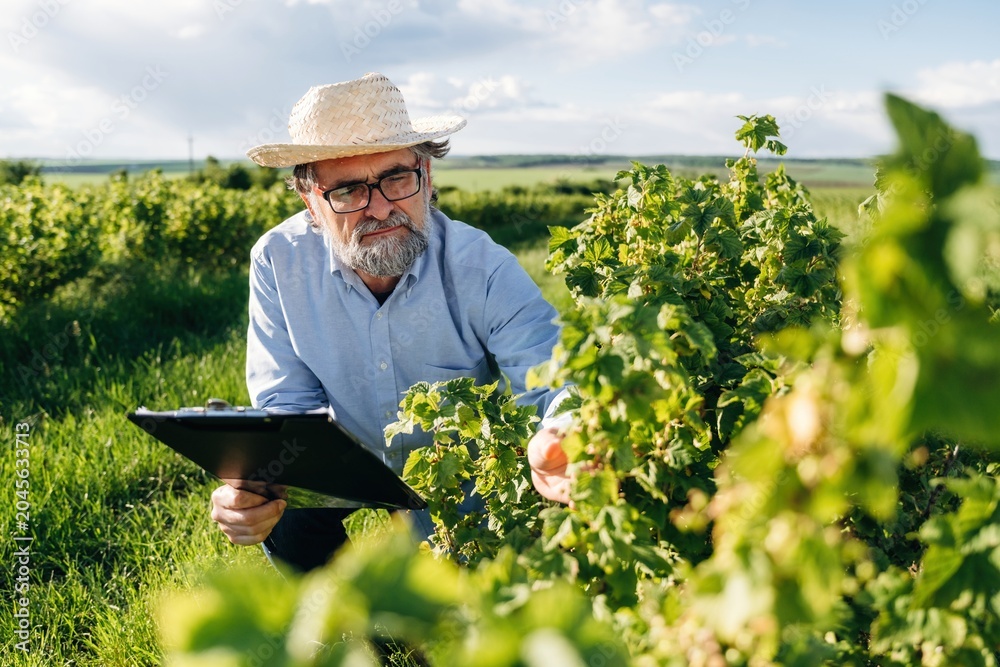Fototapeta premium Senior male farmer in straw hat examines grapevine leaves while holding a clipboard in a lush vineyard under a bright sky with scattered clouds