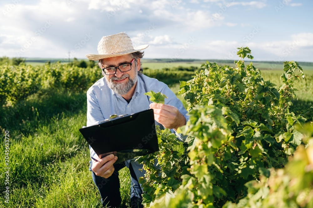 Fototapeta premium Middle-aged man in straw hat examines grapevine leaves while holding clipboard in vineyard, lush green fields and blue sky visible in the background