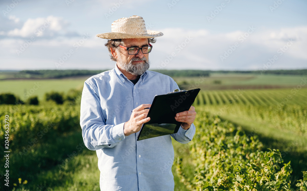 Fototapeta premium Senior man wearing straw hat and glasses using tablet in vineyard, green grapevines and rolling hills visible under a clear blue sky in a rural landscape