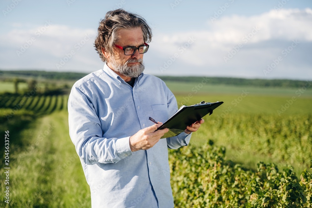 Fototapeta premium Mature man with glasses holding a clipboard stands in a vineyard, examining grapevines under a clear sky with rolling hills in the background